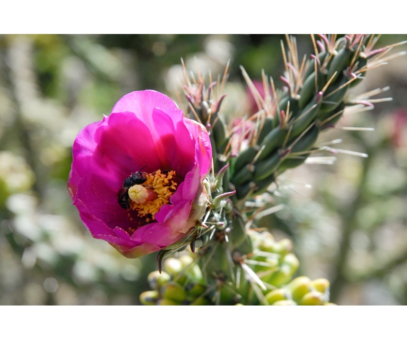 Cholla
